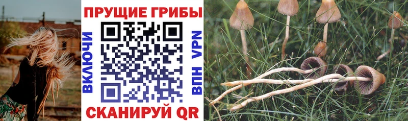 Галлюциногенные грибы мицелий Великий Новгород